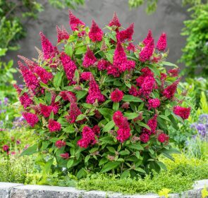 Budleja 'Butterfly Candy Little Ruby'